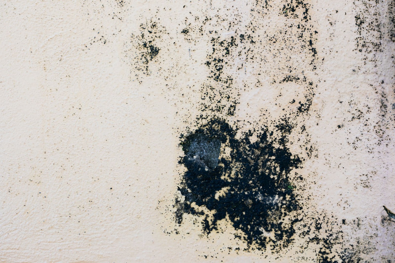 Appropriate Tools for Dealing with Mold at Home: From Detection to Elimination