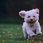 Some Fun Indoor Activities and Games to Keep Your Dog Entertained