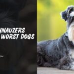 Why Schnauzers Are The Worst Dogs