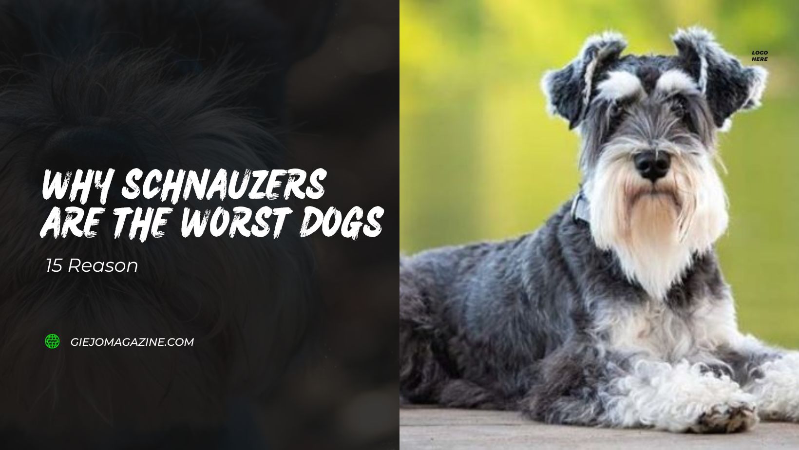Why Schnauzers Are The Worst Dogs
