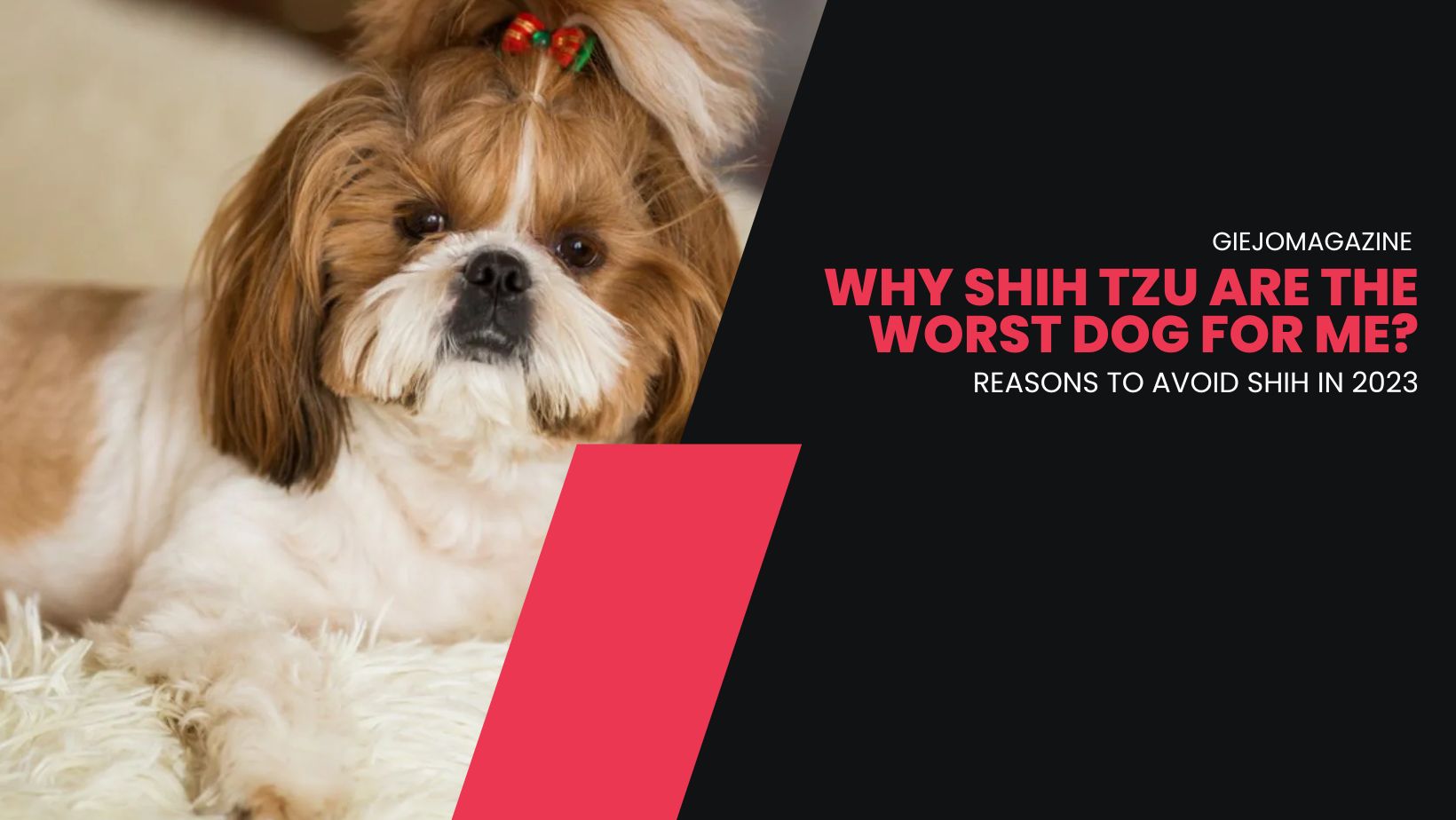 Why Shih TZU Are The Worst Dog for Me? 7 Reasons to Avoid Shih in 2023