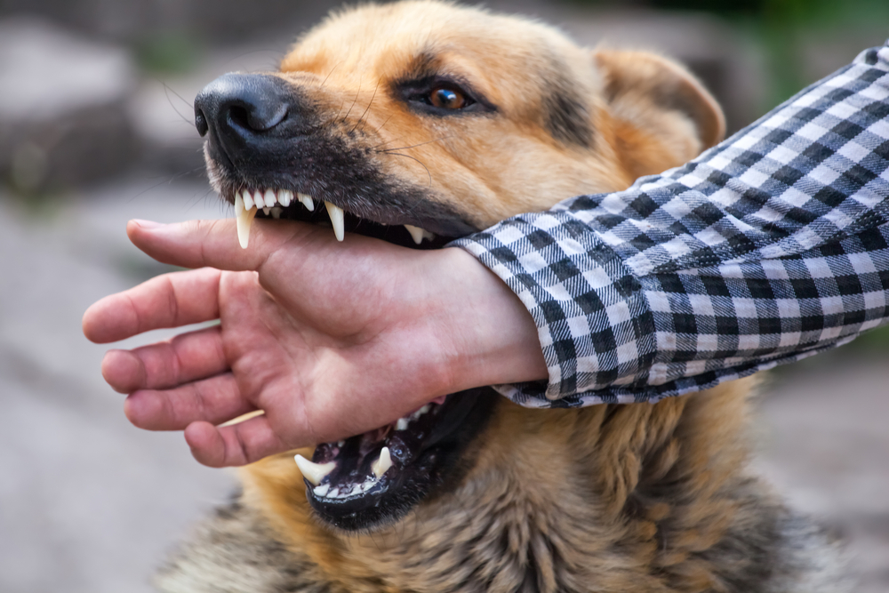 3 Types Of Infections You Can Get From Dog Bites