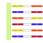 mRNA Bases