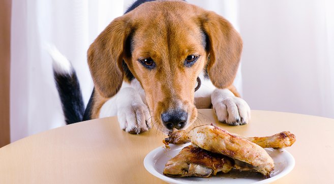 What to Do If Your Dog Eats a Cooked Bone